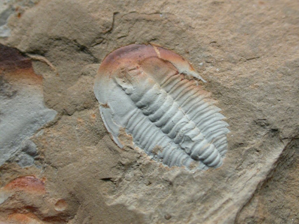 Megapalaeolenus