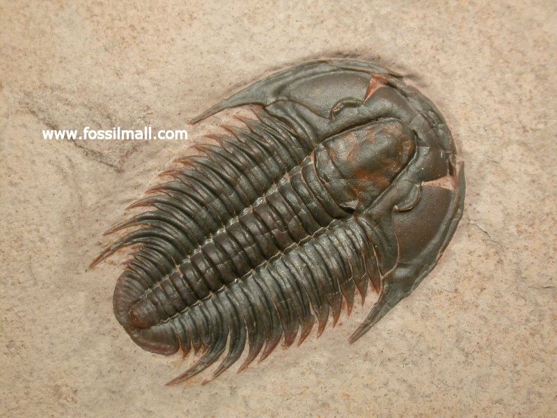 Modocia typicalis
