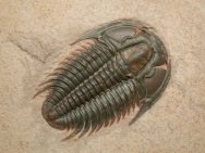 Modocia typicalis Trilobite