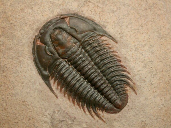 Modocia typicalis Trilobite Gem from Utah.