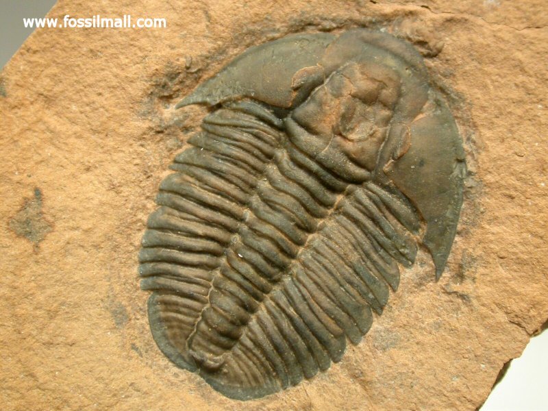 Modocia weeksensis Trilobite