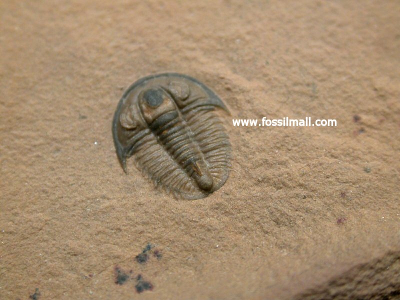 Weeksina unispina Trilobite