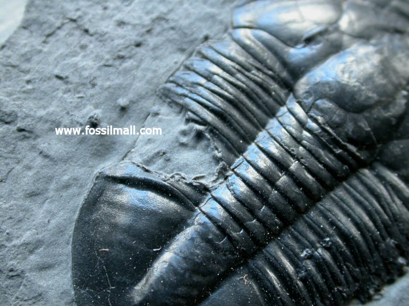 Trilobite Anomalocaris Bites