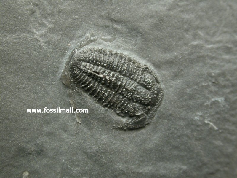 Bolaspidella drumensis Trilobite