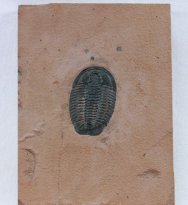 coosella-kieri-trilobite