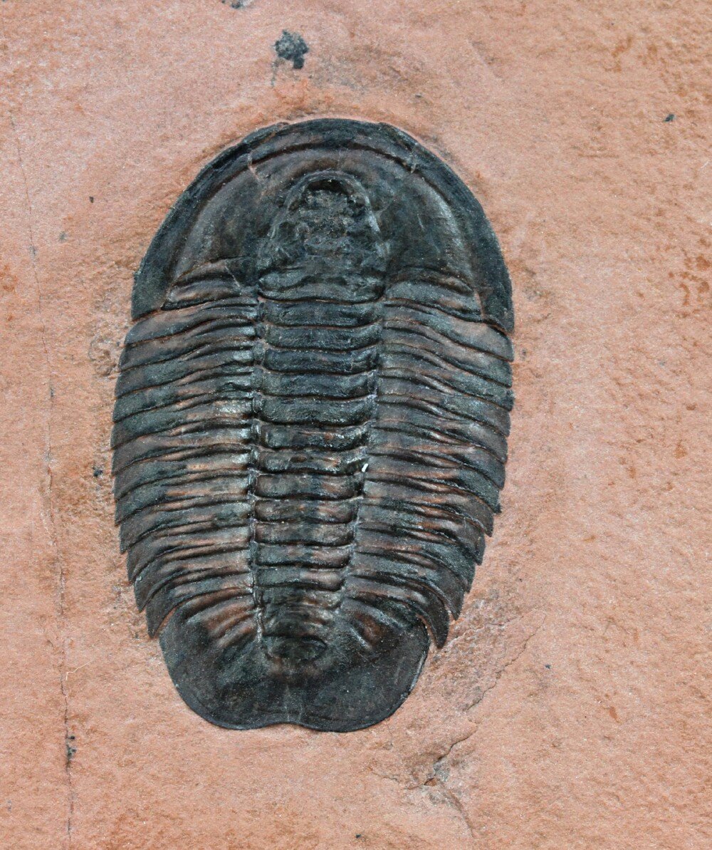Coosella Trilobite