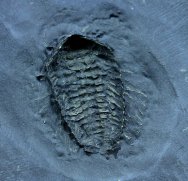 Trilobite Legs and Antennae