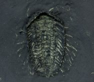Cornuproetus beecheri Trilobite with Legs and Antennae