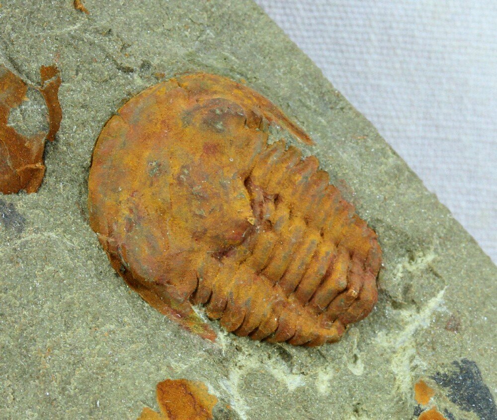 Kingaspidoides Trilobite