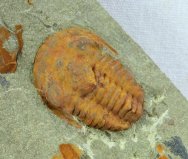 Kingaspidoides brevifrons