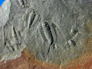 Olenid and Parabolina Trilobites