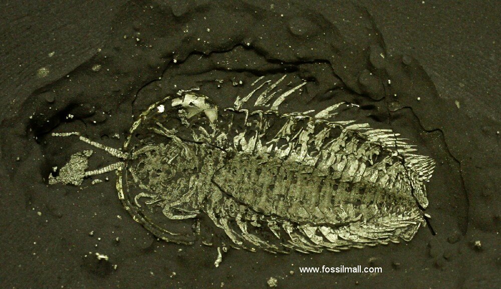 Pyritized Triarthrus Trilobite