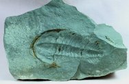 Termierella Cambrian Moroccan Trilobite 