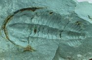 Termierella Cambrian Moroccan Trilobite 