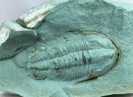 Rare Termierella Cambrian Moroccan Trilobite 