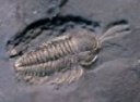 Triarthrus Trilobite with Legs & Antenna Preserved