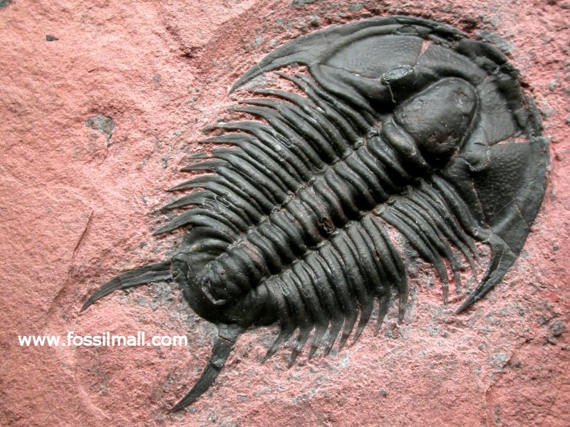 Tricrepicephalus Trilobite