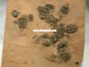 Weeks Trilobites Death Assemblage