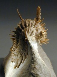 Hoplolichas plautini Russian Trilobite