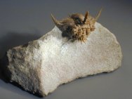 Hoplolichas plautini Russian Trilobite