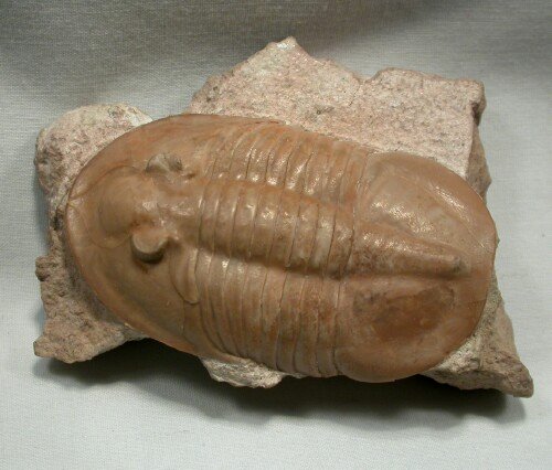 Trilobite Ptychopyge limbata