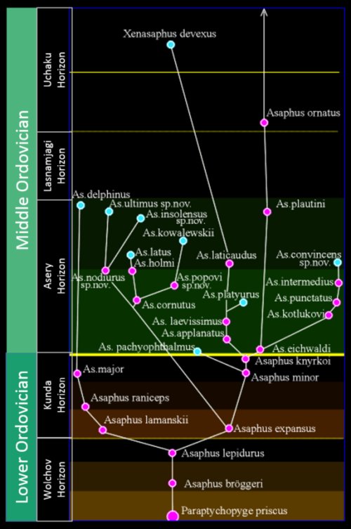 Russian Asaphus Trilobite Evolutionary Sequence