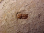 Ptychagnostus michaeli