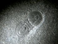 Ptychagnostus praecurrens Burgess Shale Trilobite