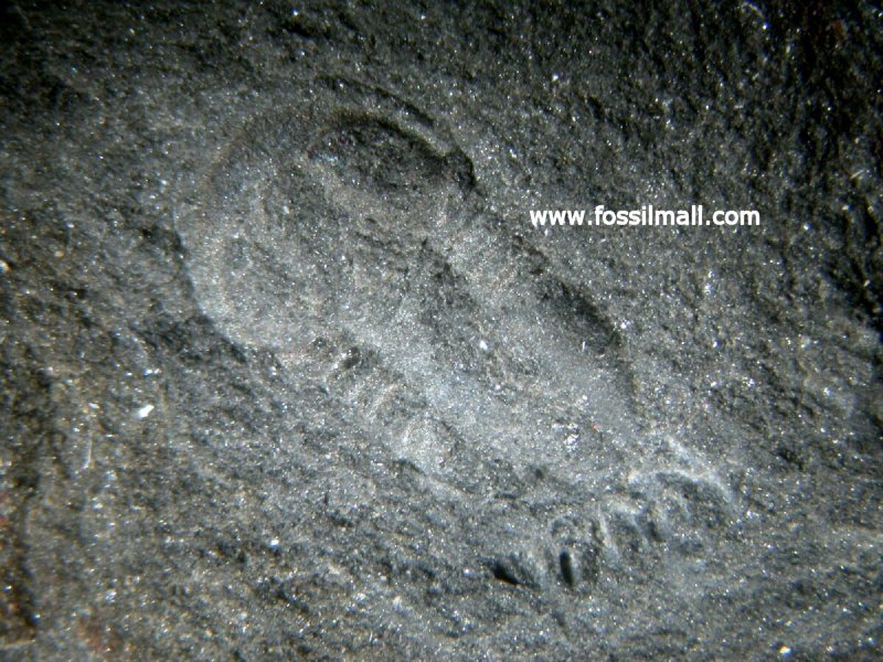 Serrodiscus gravestocki