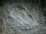 Serrodiscus trilobite image