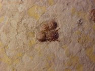 Agnostid Trilobites Ptychagnostus michaeli Hypagnostus parvifrons