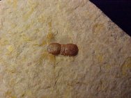 Ptychagnostus cuyanus