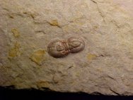 Hypagnostus parvifrons