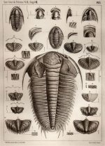Trilobite Art of Joachim Barrande