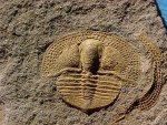 Deanaspis Trilobite