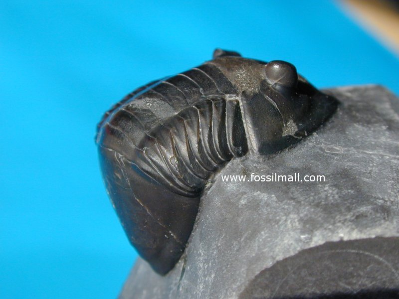 Isotelus gigas Trilobite from Walcott Rust Quarry