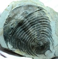 Dikelocephalina Asaphid Trilobite