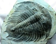 Dikelocephalina Ordovician Trilobite