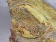 Rare Isabelinia glabrata Trilobite