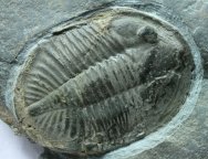 Ogygiocarella debuchi