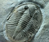 Orgygiocarella debuchi