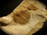 Paratrinucleus acervulosus Asaphid Trilobite