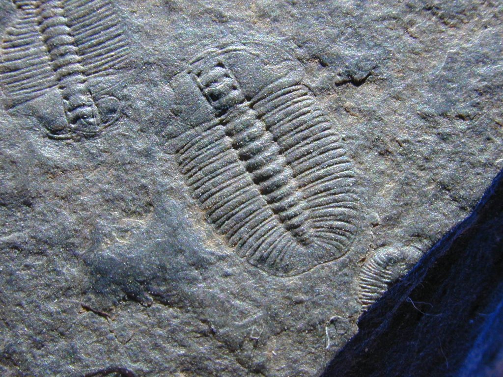 Arthricocephalus Trilobites