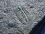 Arthricocephalus Trilobite