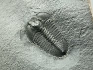 Bathyuriscus fimbriatus Trilobite