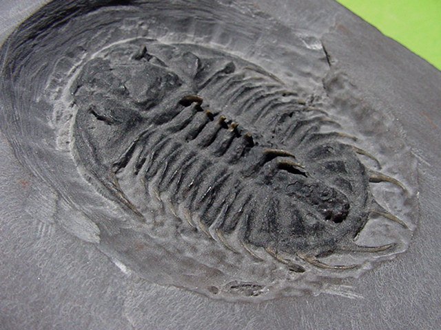 Dorypyge swasii Trilobite