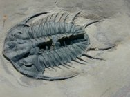 Olenoides trispinus Trilobite