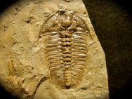 Bathyuriscus formosus Trilobite