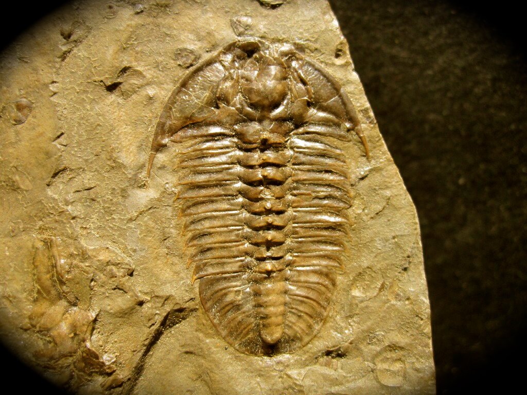 Rare Bathyuriscus Trilobite