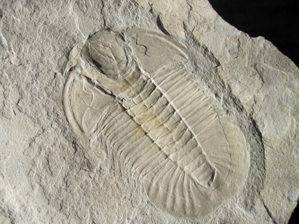 Hemirhodon Trilobite